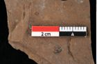 Foto (Detailansicht) von Glyptostrobus europaeus Brongniart (NHMW-GEO-2024-0188-0158)